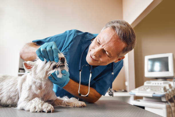 Best Emergency Treatment for Dental Infections or Abscesses in Holiday, FL